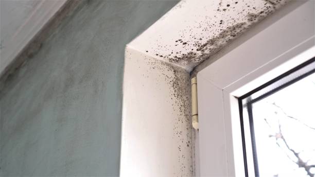 Mold Odor Removal Services in Oakbrook, KY